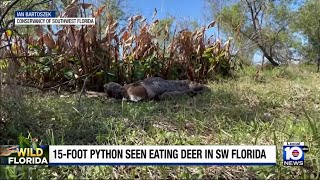 Florida scientists discover a Burmese Python that swallowed a 77 pound deer [upl. by Sarazen905]