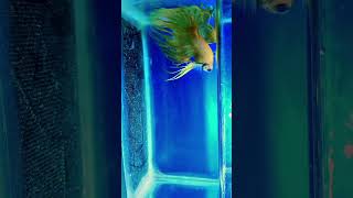 💛Crowntail 😈shortvideo betta bettafish reels youtube wowaquarium trending viralreels vlog [upl. by Dyann]