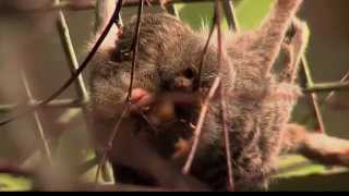 Pygmy marmosets gives birth IN Dublin Zoo 2011 [upl. by Ynaitirb]