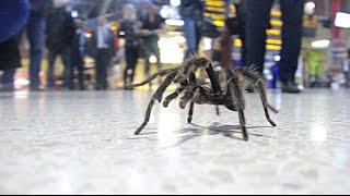 Arachnophobia in Public Prank [upl. by Adnilema348]