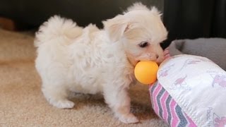 Maltese Puppies Play Ping Pong [upl. by Ahsart272]