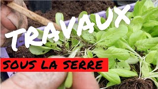 Quoi faire en ce début mars au potager [upl. by Lolanthe744]