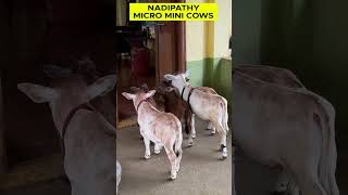 Cute little Nadipathy Cows  Nadipathy goshala  miniature trending tiktok viral youtube yt [upl. by Wilmott]