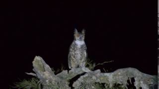 Bubo Virginianus ñacurutu Ñacurutu  Gran buho cornudo filmado en argentina [upl. by Leur]