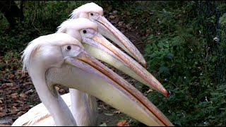 Pelicans line up [upl. by Gottlieb]