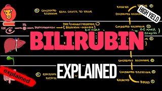 BILIRUBIN metabolism How bilirubin is produced and excreted Direct and Indirect bilirubin [upl. by Assiruam]