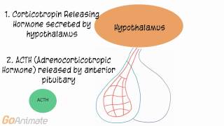 Anatomy and Physiology Endocrine System ACTH Adrenocorticotropin Hormone V20 [upl. by Kiehl801]