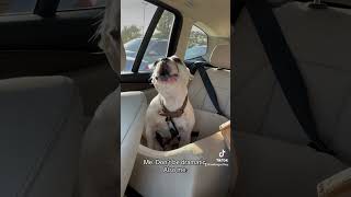 Most Dramatic Dog Ever frenchie dog tiktok [upl. by Garceau]