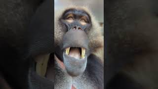 Alberner Affe tierisch funnyanimalvideo affen wildanimal [upl. by Lennaj]