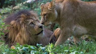 Leeuwinnen komen en gaan  Burgers Zoo Natuurlijk  Arnhem [upl. by Beitris]