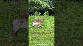 Here is Why Piebald Deer Are Rare and Mystical [upl. by Richella]