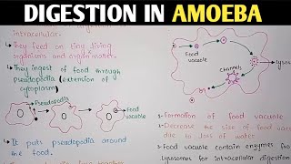 Digestion In Amoeba  Pseudopodia  Class 11 Biology [upl. by Naryt]