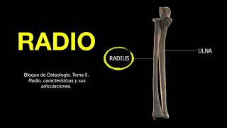 OSTEOLOGIA DEL ANTEBRAZO hueso radio anatomía [upl. by Welles52]