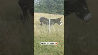 Rare Poitou Donkey having a fun run poitoudonkey shorts [upl. by Meredith]