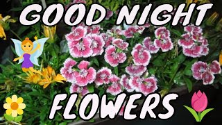 Good Night Flowers  ASMR Flowers [upl. by Conlen]