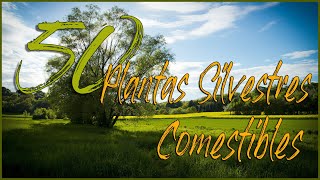 50 Plantas Silvestres Comestibles [upl. by Ahsekim]