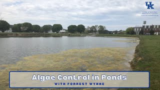 Algae Control in Ponds [upl. by Cassil]