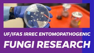 Entomopathogenic Fungi Research Part I [upl. by Wallinga]