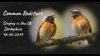 COMMON REDSTART singing in the UK [upl. by Daniyal]