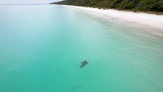 Endangered Shark Ray Spotted Swimming in Australia Waters [upl. by Kcoj774]