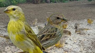 canário da terra fêmea e macho [upl. by Navis]