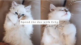 Ragdoll Kitten GROWING UP 3 Months vs 8 Months [upl. by Bohannon774]