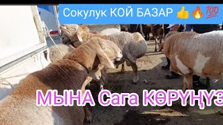 КОЙ БАЗАР СОКУЛУК МАЛ БАЗАР 15СЕНТЯБРЬ 2024 реклама учун Воцапп 0707388350 [upl. by Lashond]