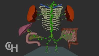 Normal Lymphatic Anatomy and Flow [upl. by Adnelg]