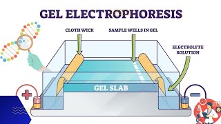 Electrophoresis  Gel electrophoresis technique  3d animation [upl. by Frissell]