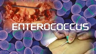 Enterococcus [upl. by Airdni]