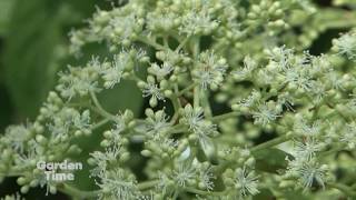 Climbing Hydrangeas [upl. by Frolick]