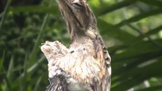 Pájaro maravilloso Nyctibius Urutaú  Potoo  Wonderfull Bird HD [upl. by Cost297]