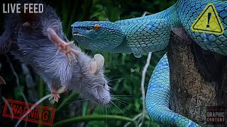 Venomous Snakes Euthanising Prey  WARNING LIVE FEED [upl. by Novaelc]