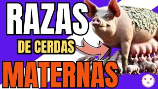 😮 Las Mejores razas de CERDA Reproductoras Razas Maternas 😎 [upl. by Keane987]