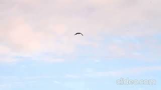 Blackshouldered Kite [upl. by Aitnic]