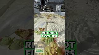 RED ROOT FLOATER WOW FLOATING PLANT PHYLLANTHUS FLUITANS 🔥🔥🔥Aquarium Plant 🌱 For Sale [upl. by Noby]