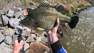 Hunting Big Yellowbelly with the Zerek Giant Ruby lure while using the venom pe35 rod [upl. by Ruzich]