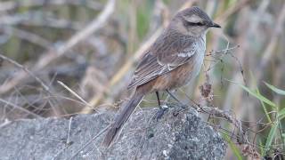 pássaros fauna brasileira SABIÁ DO CAMPO animais selvagem silvestres do brasil pampas wildlife [upl. by Monson280]