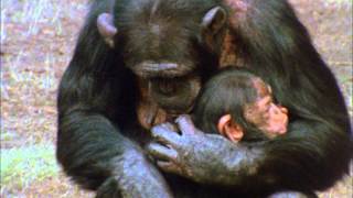 CHIMPS FAMILY 1 [upl. by Carrillo284]