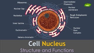 Nucleus  Structure and Function  Basic Science Series [upl. by Mali]