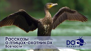 Рассказы о птицахохотниках Все части  Документальный фильм [upl. by Tillo]