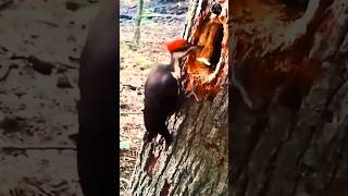 woodpecker নিজের ব্রেইনকে কিভাবে রক্ষা করে [upl. by Anehc]