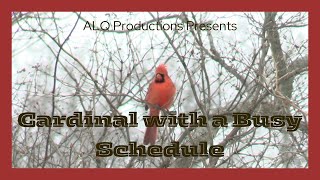 Cardinal with a Busy Schedule [upl. by Lustig]