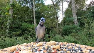 Tufted Titmice Blackcapped Chickadee Blue Jay [upl. by Bryce]