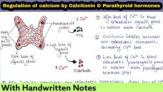 Calcitonin and Parathyroid hormone PTH  Regulation of Calcium ions in blood [upl. by Grannias]