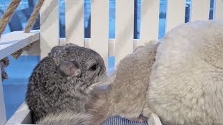 Chinchillas Watch the Sunset [upl. by Zel]