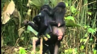 The New Chimpanzees [upl. by Enitsirc]