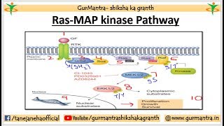 RASMAP kinase pathway  MAPK PATHWAY ERK PATHWAY RasRafMEKERK pathway [upl. by Edivad]