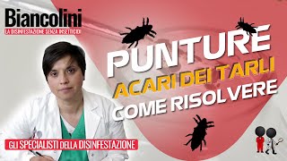 ⚡⚡Punture acari dei tarli risolvere in 5 minuti⚡⚡ [upl. by Oivlis]