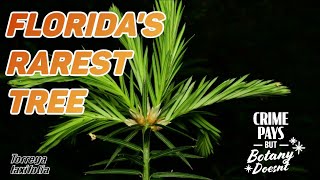 Floridas Rarest Tree  Torreya taxifolia amp Chigger Infestation [upl. by O'Meara]